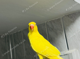 Baby yellow Ringneck talking Parrot
