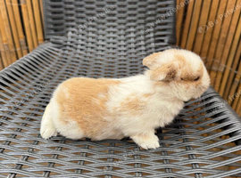 7 Mini lops - waiting list open