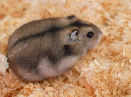 Small hamster for sale