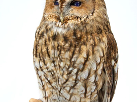 WANTED - Specimens for Taxidermy
