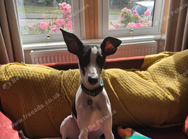 A new home for Suki - 7 month lurcher