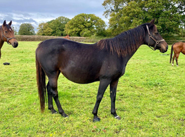 Very Genuine Tb Mare