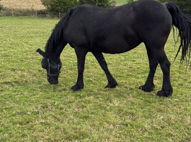 Pure-bred Friesian Mare 10yr 15.2hh for Sale &pound;4,500
