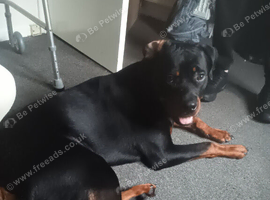 Make Rottweiler