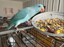 Beautiful tame ringneck for sale