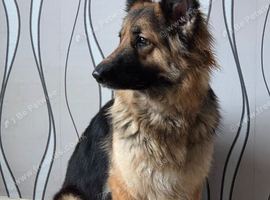 German shephard 2years old