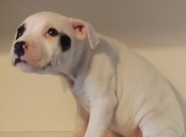 Staffordshire bull terrier puppies X 4