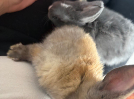2 Baby rabbits