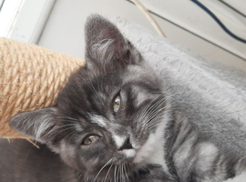 Loving home needed. Vaccines and dewormer included in price