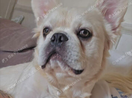 Make fluffy frenchie