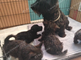 Adorable Scottish Terrier puppies available