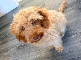 Female cockapoo - cooper