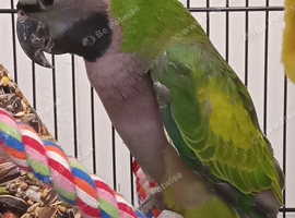 Derbyan parrott