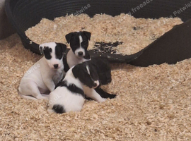 Lovely Jack Russell puppies for sale, 2 girls left! Ready 25th September!