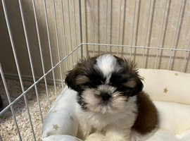 Pedigree Shih Tzu Puppies