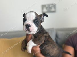 ENGLISH BULLDOG PUPPIES!