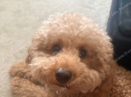 Toy poodle (teddy)
