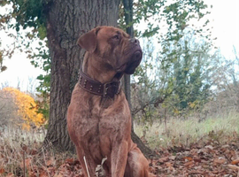 Neo x french mastiff x cane corso for STUD
