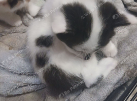 2 fluffy male kitten for sale in liskeard cornwall
