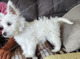 Our remaining twelve weeks westie girl