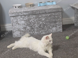 Turkish angora