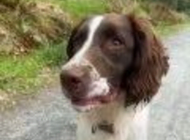 Liver and white springer spaniel