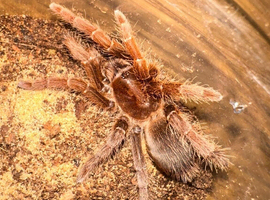 Spiderlings/ Juveniles