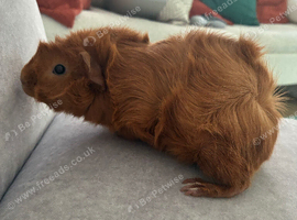 2x Guinea Pigs