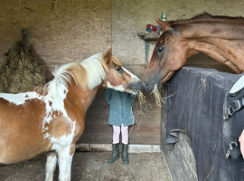 6 year old Dartmoor hill pony