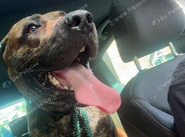 7 month old Presa Canario