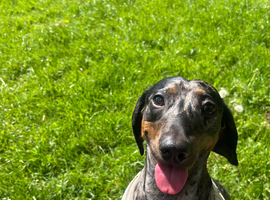 Blue merle PROVEN miniature dachshund Stud
