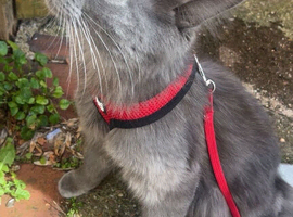 Maine coon mixed Russian blue