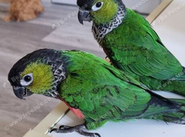 Black capped Conures male & female.