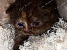Beautiful BSH babies