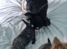 Two female chihuahua puppies for sale