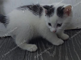 Kitten black and white