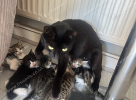 6 beautiful kittens