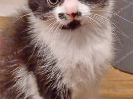Playful kittens looking for forever homes