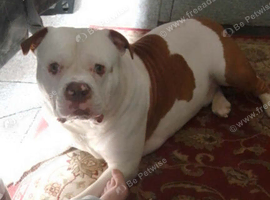 American bulldog