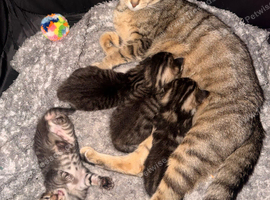 4 beautiful kittens