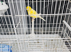 2 male canaries