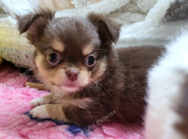 Stunning Russian/Thai long coat puppies