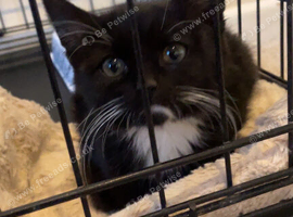 Male kitten