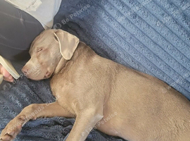 Labrador