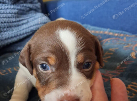 Stunning Jack Russell's ,Hastings