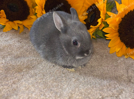 Pure netherland dwarf baby&rsquo;s