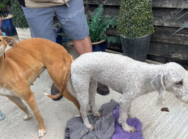 Bedlington x whippet puppies