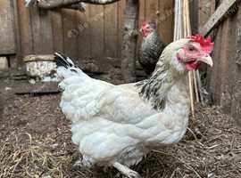 Chickens bantams and large fowl for sale