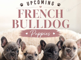 French Bulldog Puppies &ndash; Upcoming Litter