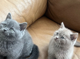Pure British shorthair kittens
